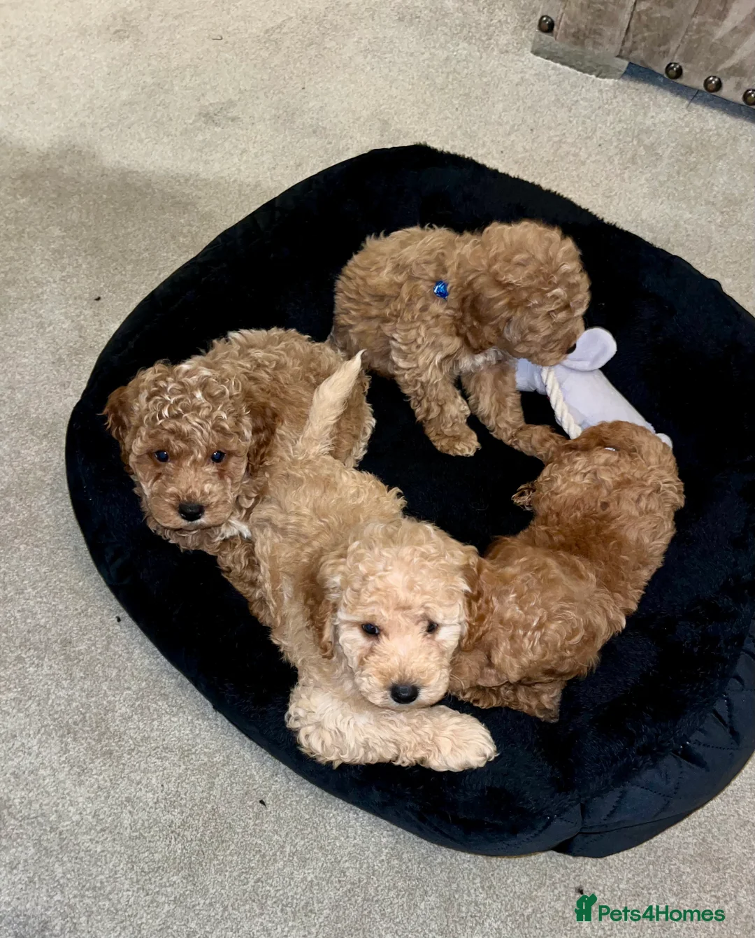 Cavapoochon dogs for sale: Beautiful cavapoochon baby’s  - Advert 1
