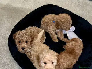 Cavapoochon dogs Beautiful cavapoochon baby’s - Advert 2