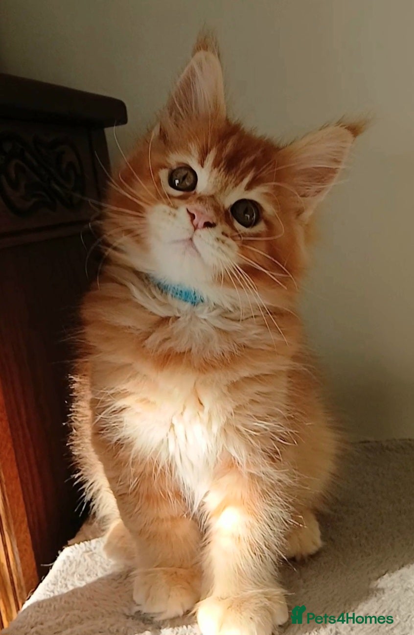 Maine Coon cats Sweet Pure Breed Maine Coon Boy Kitten - Advert 2