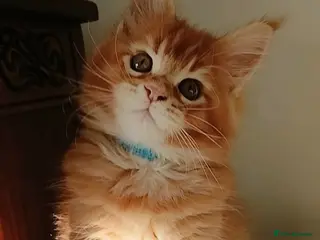 Maine Coon cats Sweet Pure Breed Maine Coon Boy Kitten - Advert 11