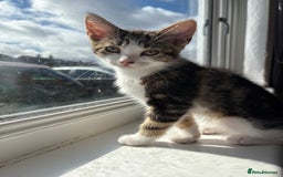 Mixed Breed cats for sale: Gorgeous kittens available  - Image 4