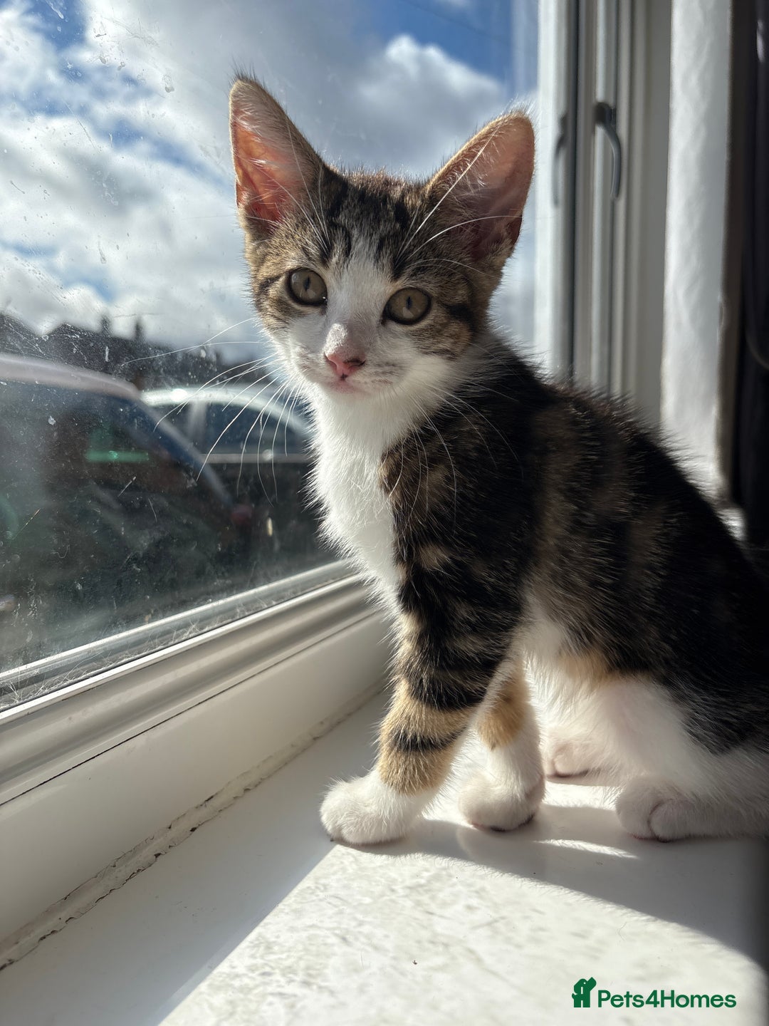 Mixed Breed cats for sale: Gorgeous kittens available  - Image 4