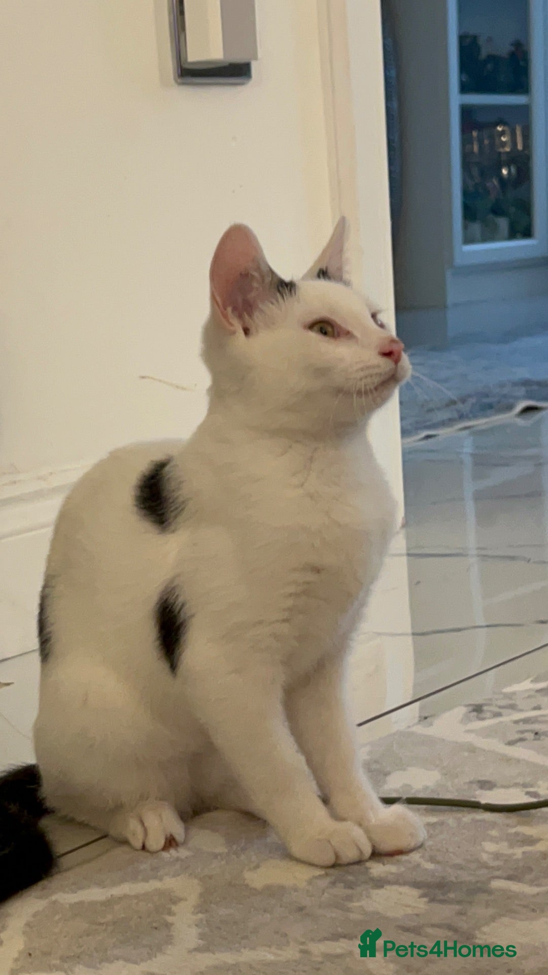Domestic Shorthair cats Three female cats are looking nawhomes. ❤️🐱 - Advert 16