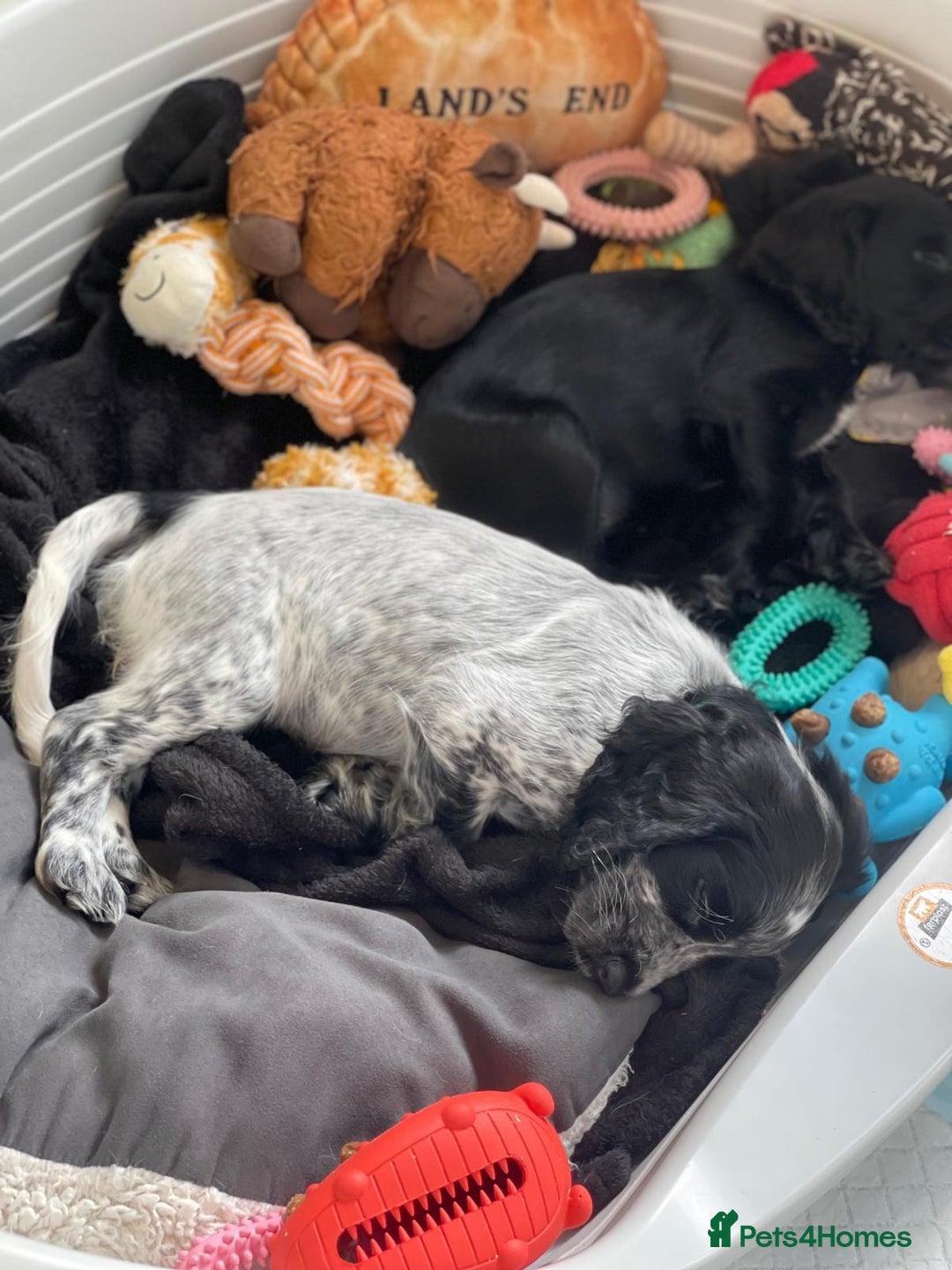 Cocker Spaniel dogs for sale: working cocker spaniel puppies for sale - Image 7