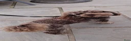 Cockapoo dogs for stud: Cockapoo stud F1b chocolate merle, health tested  - Advert 9
