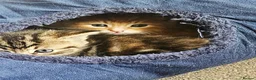 Mixed Breed cats for sale: Three beautiful kittens for sale - Advert 6