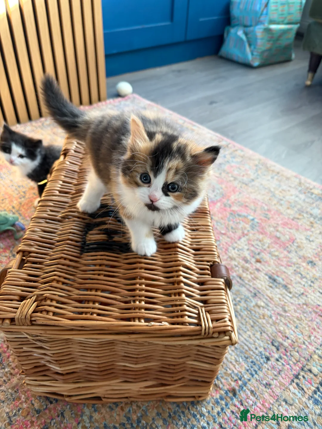 Persian cats for sale: Persian ragdoll X in Middlesbrough - Advert 2