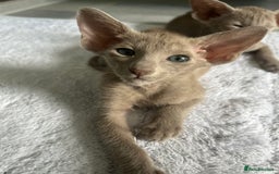 Oriental cats for sale: Oriental and Siamese kittens GCCF reg - Image 31