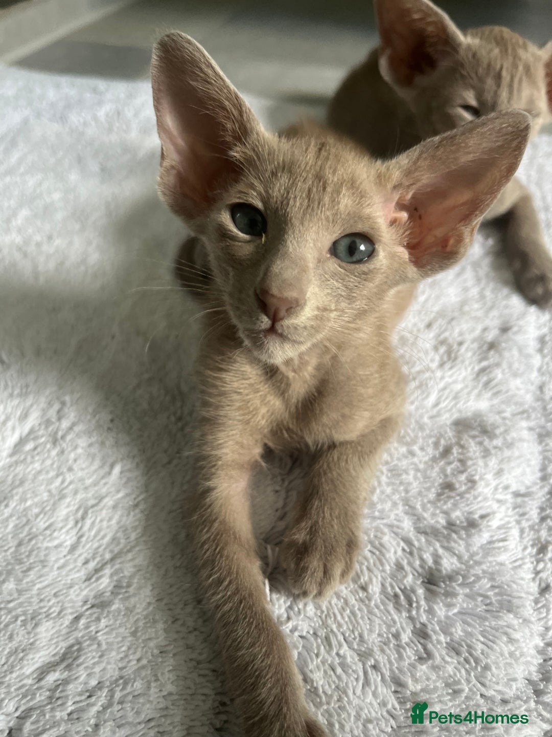 Oriental cats for sale: Oriental and Siamese kittens GCCF reg - Image 31