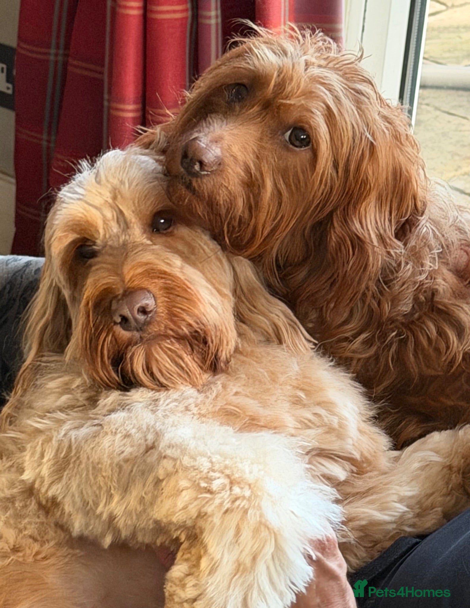 Mixed Breed dogs Beautiful Miniature Austrailian Labradoodle pups - Advert 2
