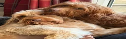 Mixed Breed dogs for sale: Beautiful Miniature Austrailian Labradoodle pups in Northwich - Advert 5