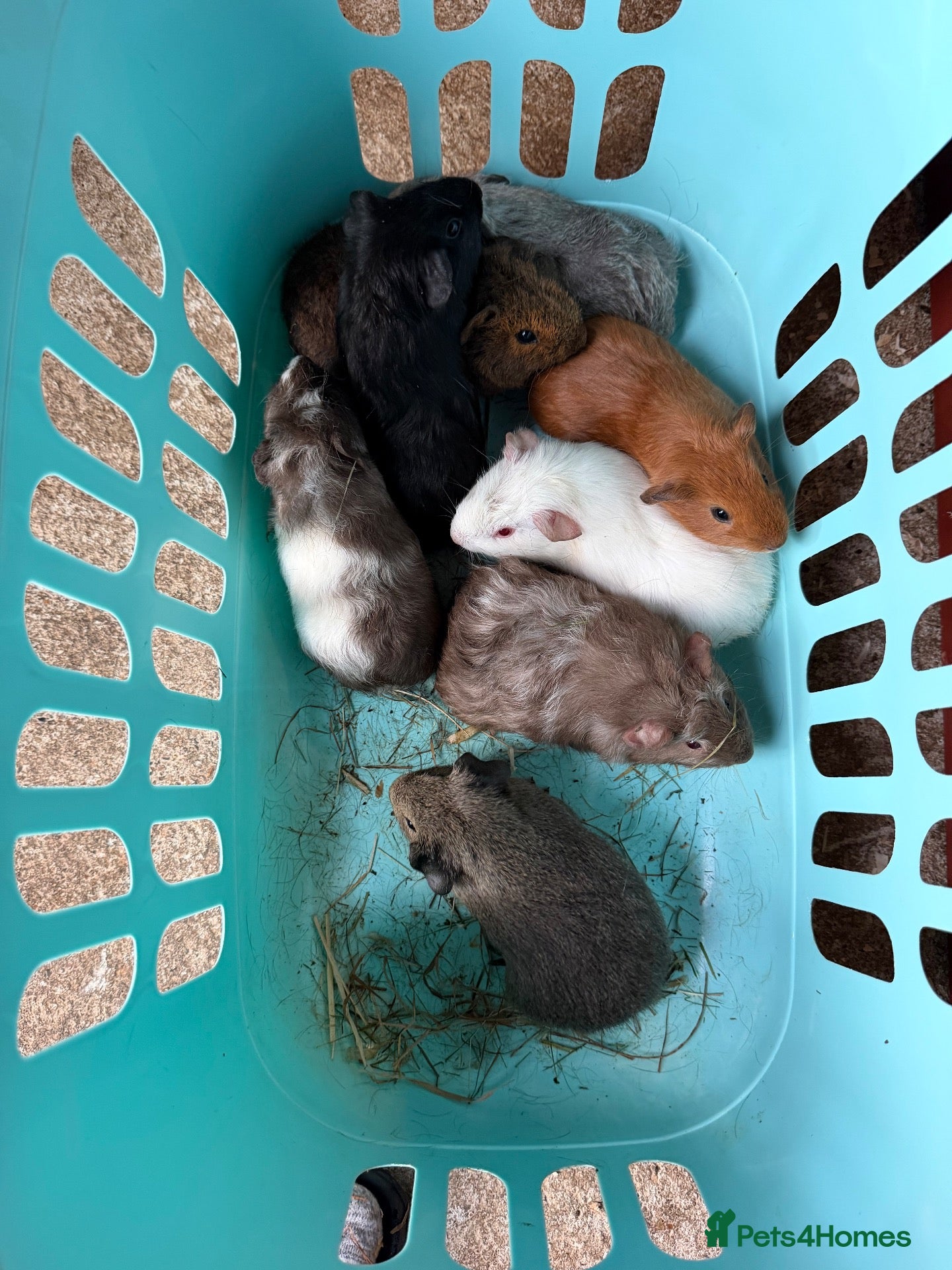 Guinea Pig rodents Guinea pigs  - Advert 11