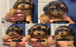 Cockapoo dogs for sale: Melt your heart ❤️ F1 Cockapoos - Image 6