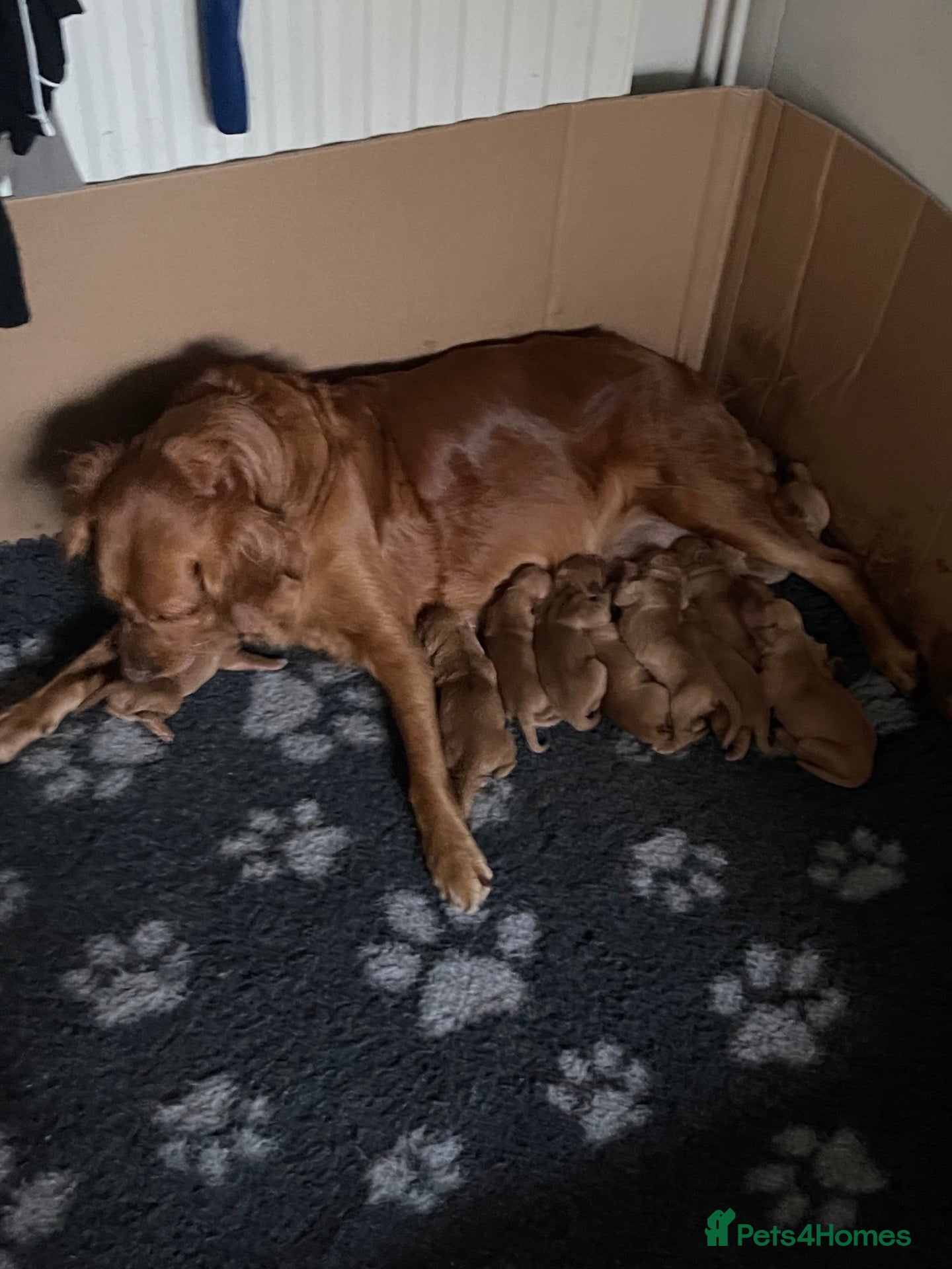 Golden Retriever dogs Beautiful Fox Red Golden Retrievers RKC rebistered - Advert 3