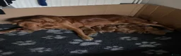 Golden Retriever dogs for sale: Beautiful Fox Red Golden Retrievers RKC rebistered - Advert 1