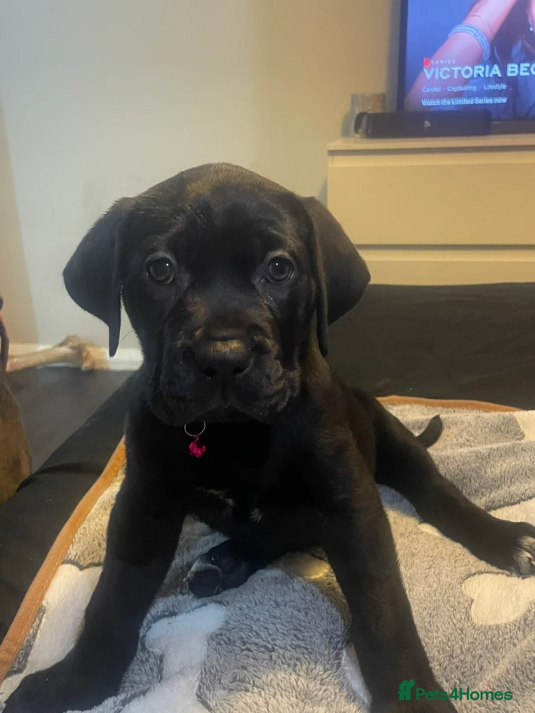 Mixed Breed dogs for sale: Cane corso X Presa canerio Nova Girl - Advert 1
