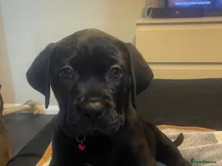 Mixed Breed dogs Cane corso X Presa canerio Nova Girl - Advert 1