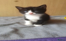 Turkish Angora cats for sale: 2 gorgeous playful kittens left  🐾 ❤ - Image 2