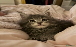 Maine Coon cats for sale: ✨BLUE FEMALE KING-SIZE MAINE COON CUB✨ - Image 2
