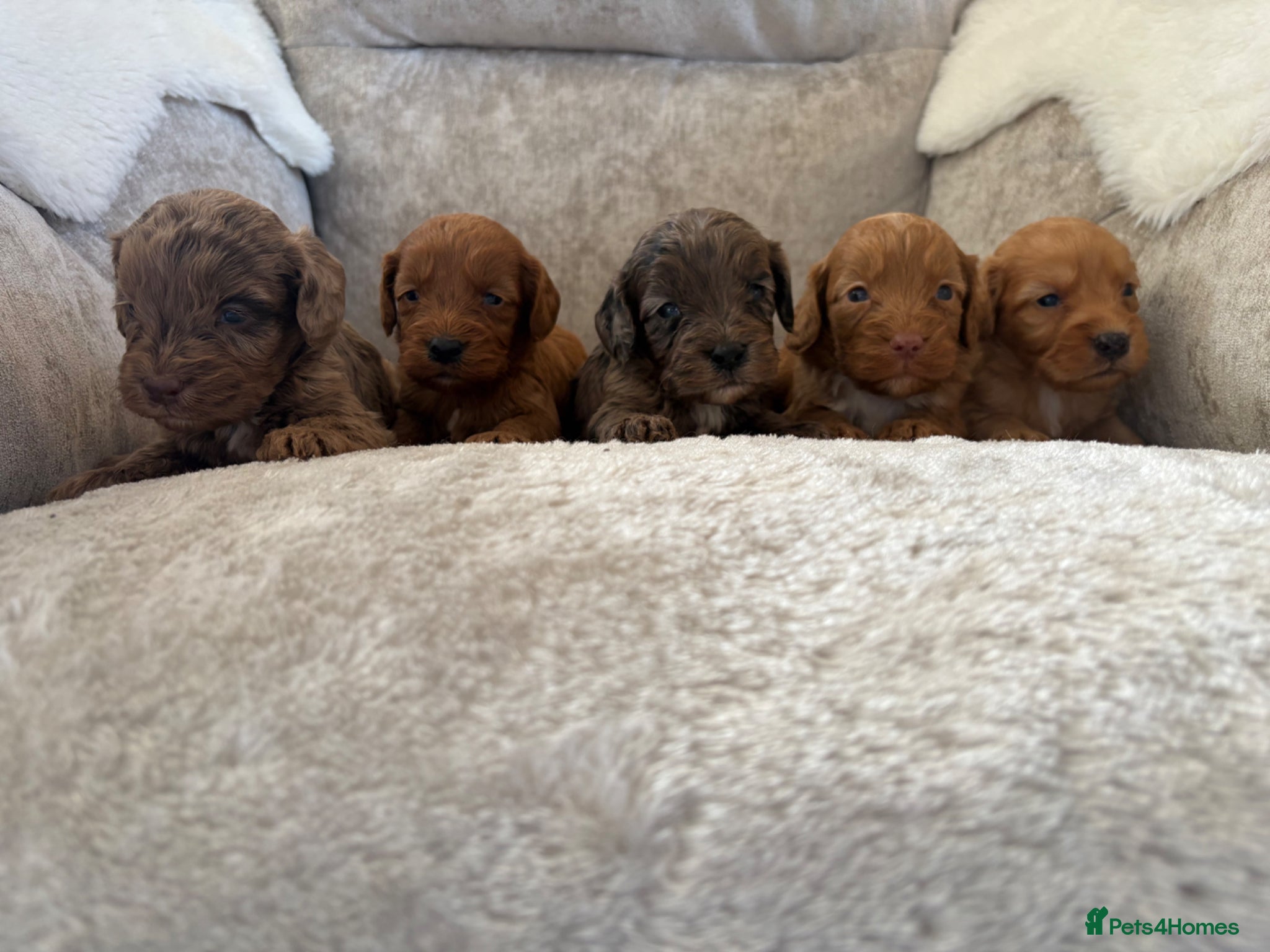 Cockapoo dogs Stunning f1 cockapoo puppies 🐶  - Advert 1