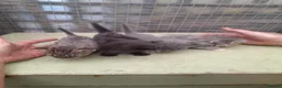 Aegean cats for sale: Agean x kittens for sale  - Advert 2