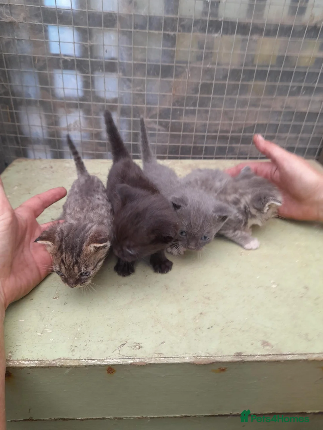 Aegean cats for sale: Agean x kittens for sale  - Advert 2
