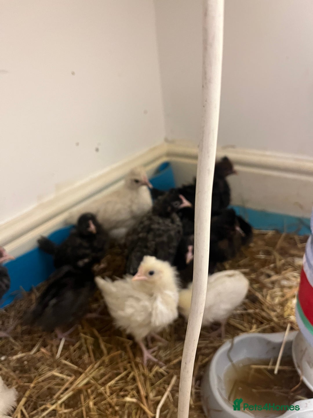 Chickens poultry for sale: Chicks  - Image 1