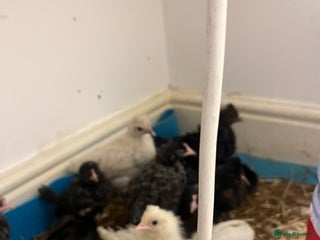 Chickens poultry - Advert 22