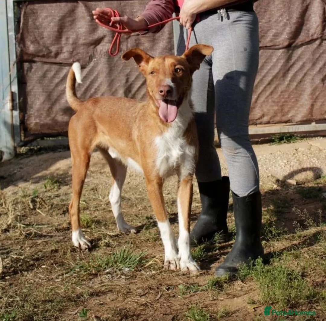 Portuguese Podengo dogs for adoption: 7 YEARS WAITING - FORGOTTEN DOGS - Advert 1