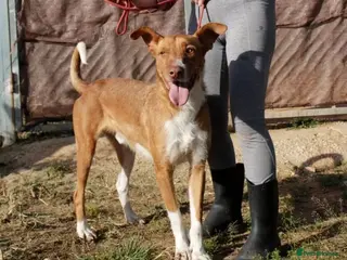 Portuguese Podengo dogs 7 YEARS WAITING - FORGOTTEN DOGS - Advert 12