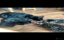 Russian Blue cats for sale: kittens - Image 2