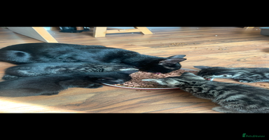 Russian Blue cats - Advert 2