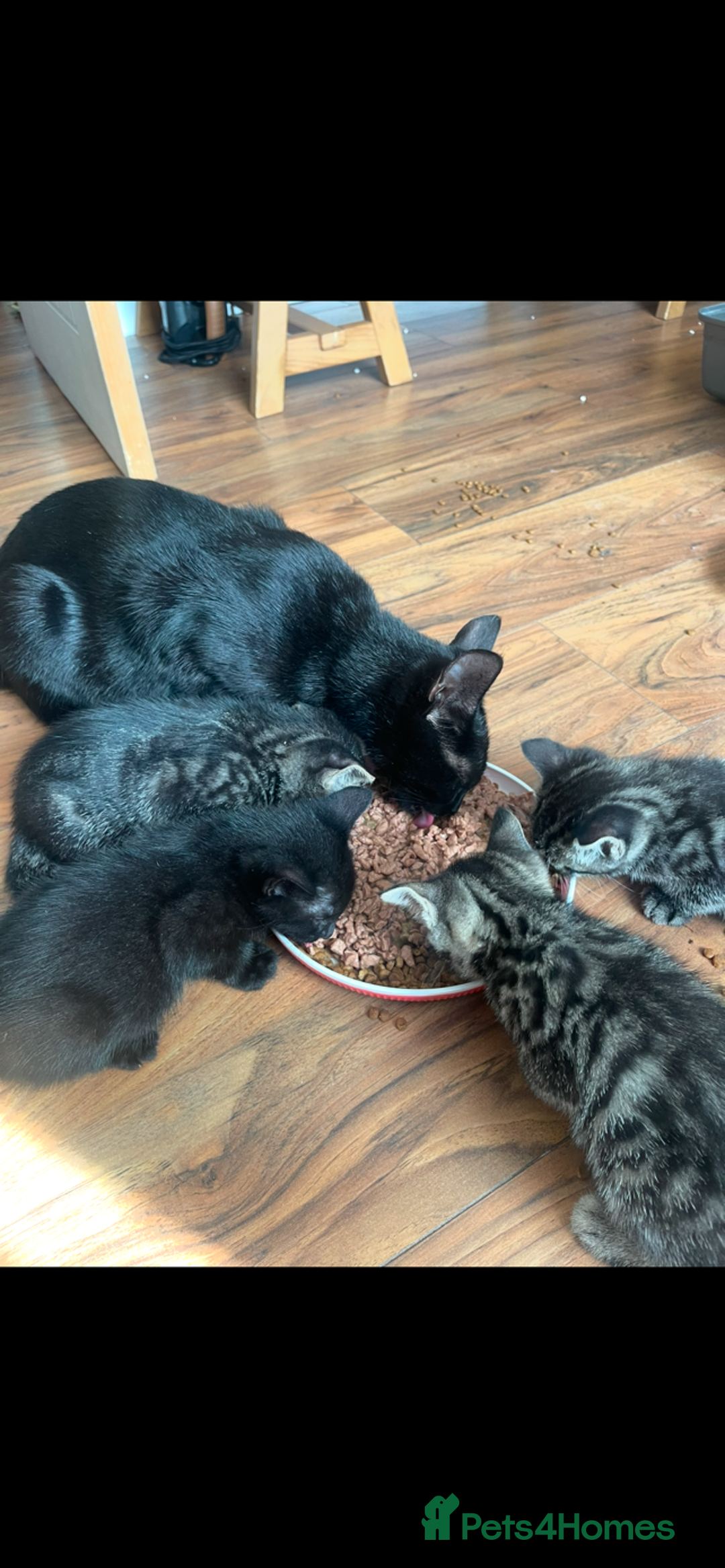 Russian Blue cats for sale: kittens - Image 2