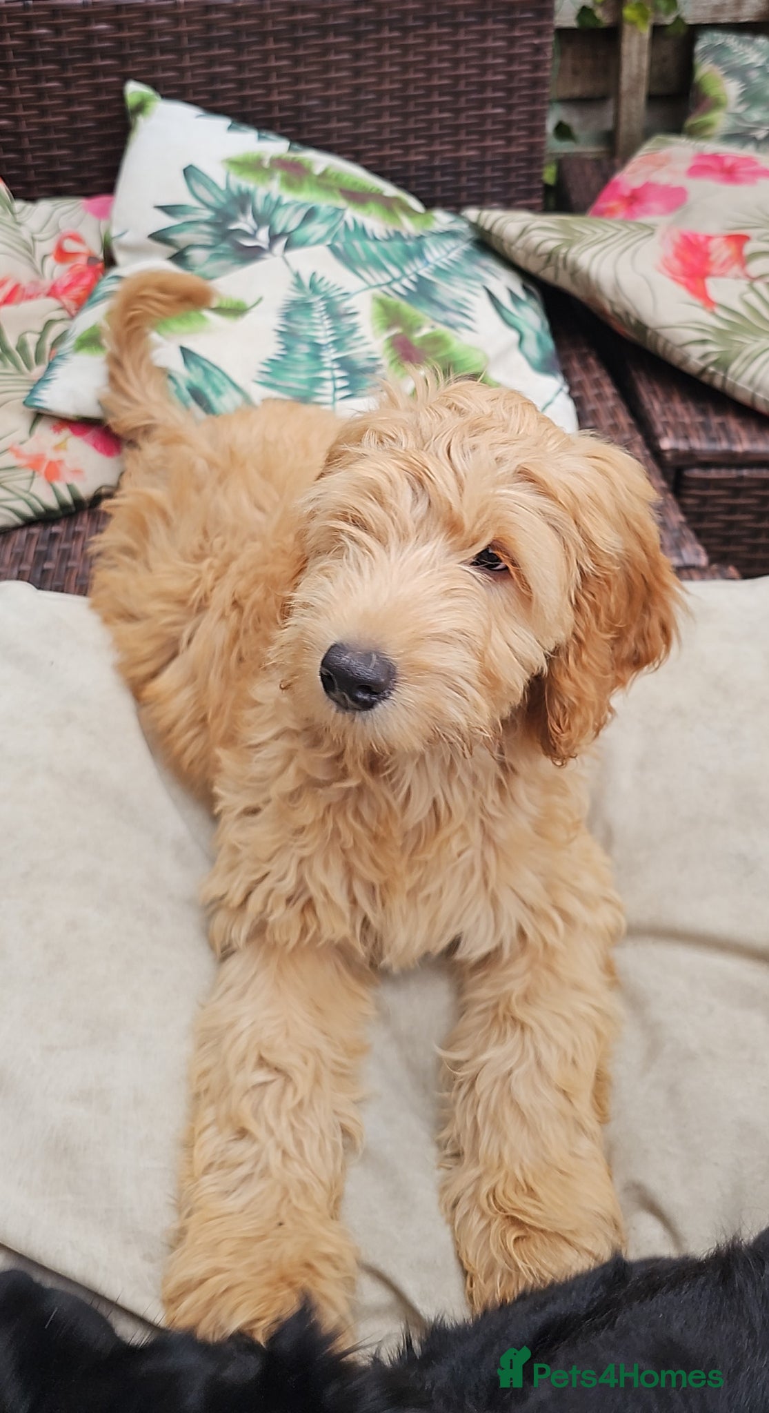 Cockapoo dogs Last Two Gorgeous Cockapoo Pups - Advert 13