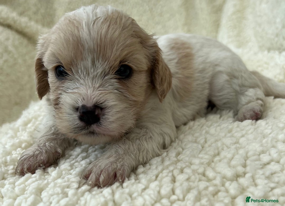 Cavachon dogs for sale: Beautiful Cavashon puppies  - Image 9