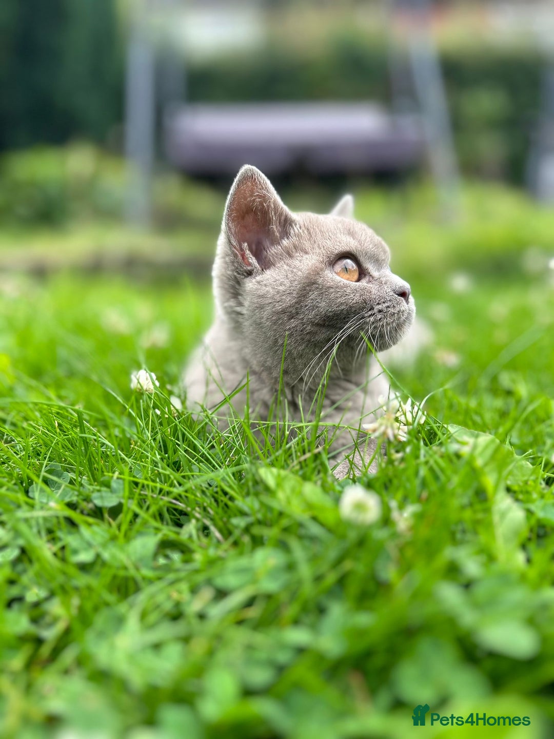 British Shorthair cats for sale: Cute girl for sale - Advert 3