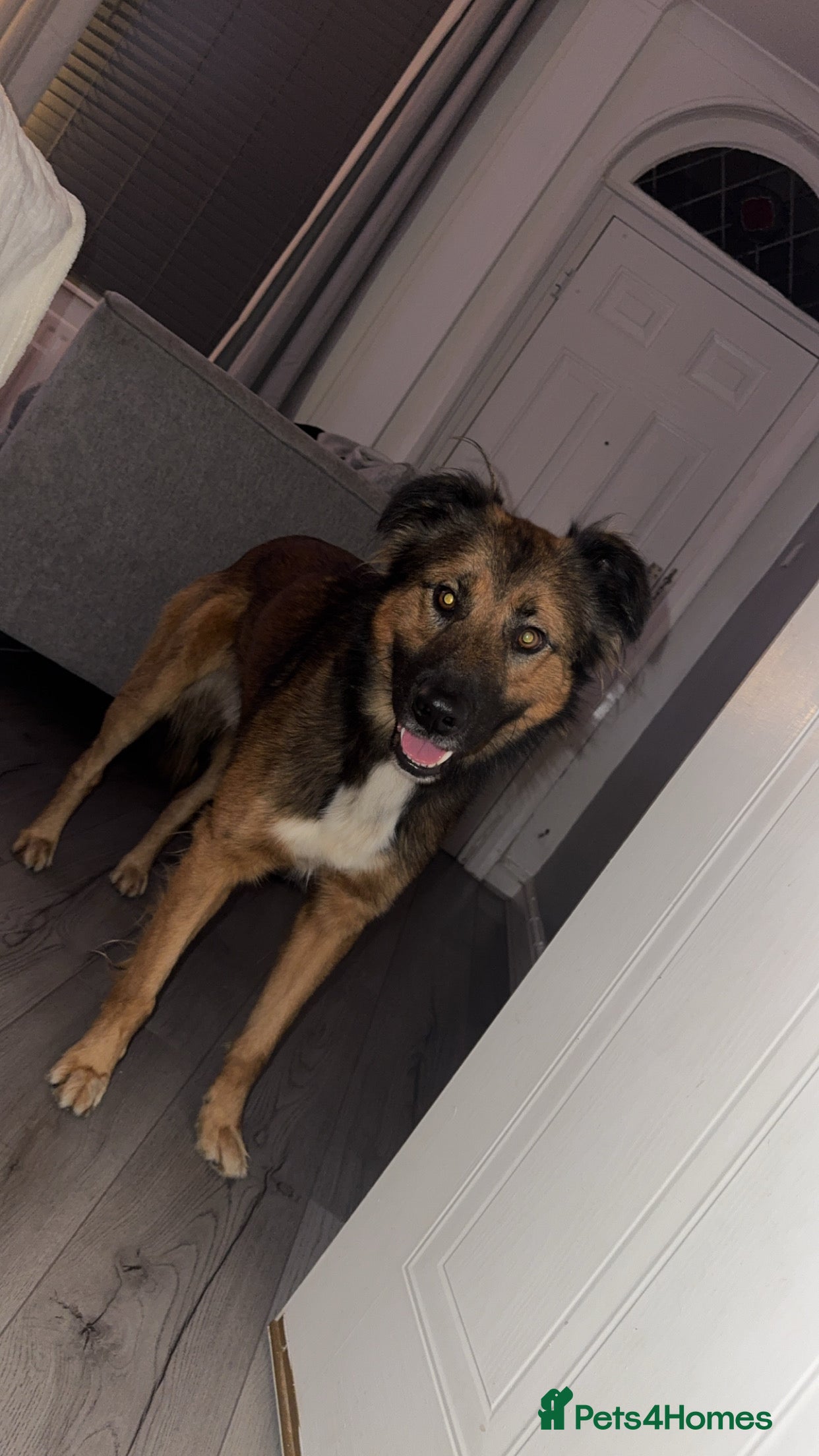 Mixed Breed dogs German shepherd  - Advert 1