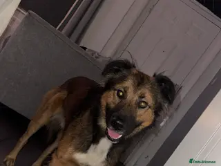 Mixed Breed dogs German shepherd - Advert 1