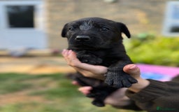 Labrador Retriever dogs for sale: Last remaining Beautiful Labradors  - Image 15