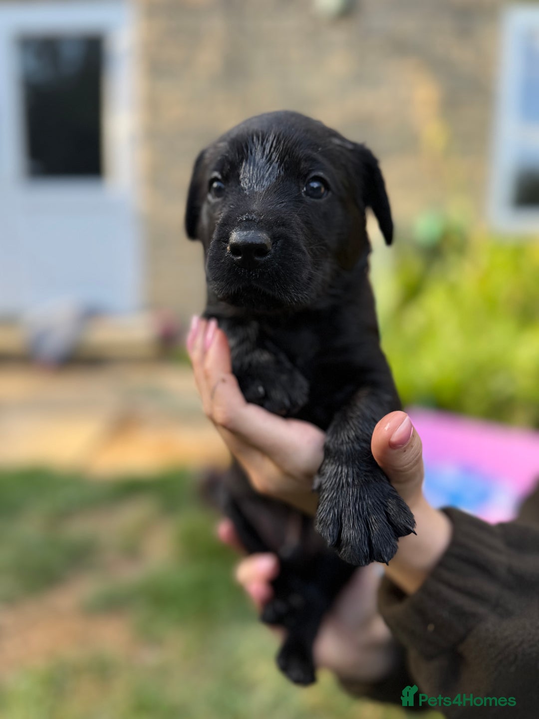 Labrador Retriever dogs for sale: Last remaining Beautiful Labradors  - Image 15