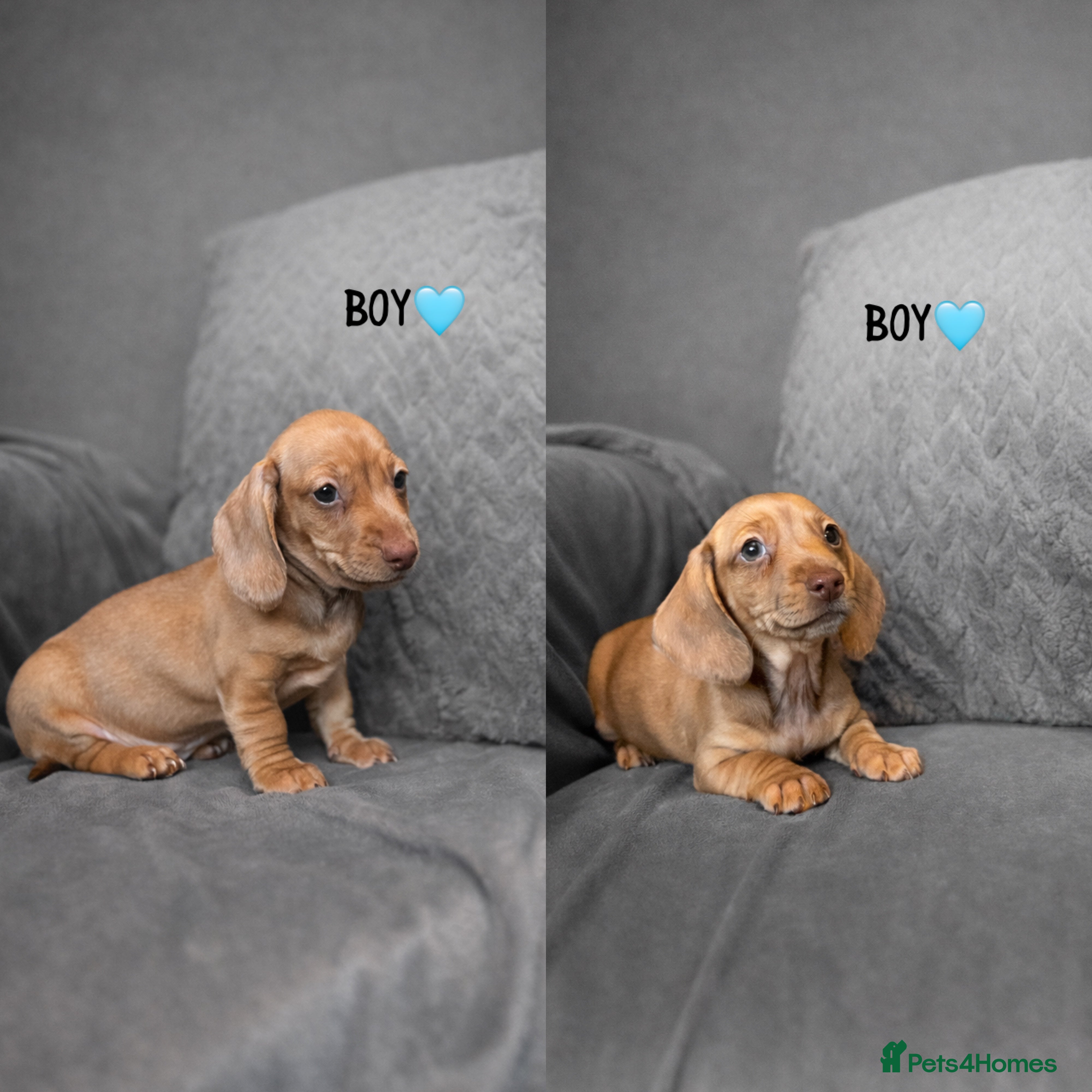 Miniature Dachshund dogs READY NOW! Smooth Haired Miniature Dachshunds - Advert 17