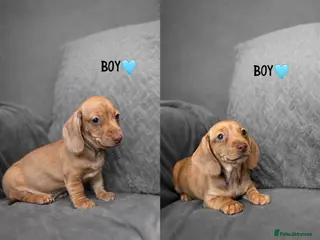 Miniature Dachshund dogs READY NOW! Smooth Haired Miniature Dachshunds - Advert 17