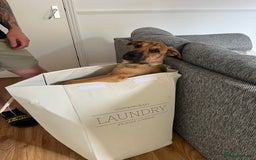 Mixed Breed dogs for sale: Well-Trained Pup Looking for His Forever Home - Image 1
