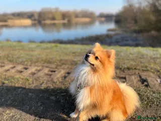 Pomeranian dogs KC POM STUD - Advert 18