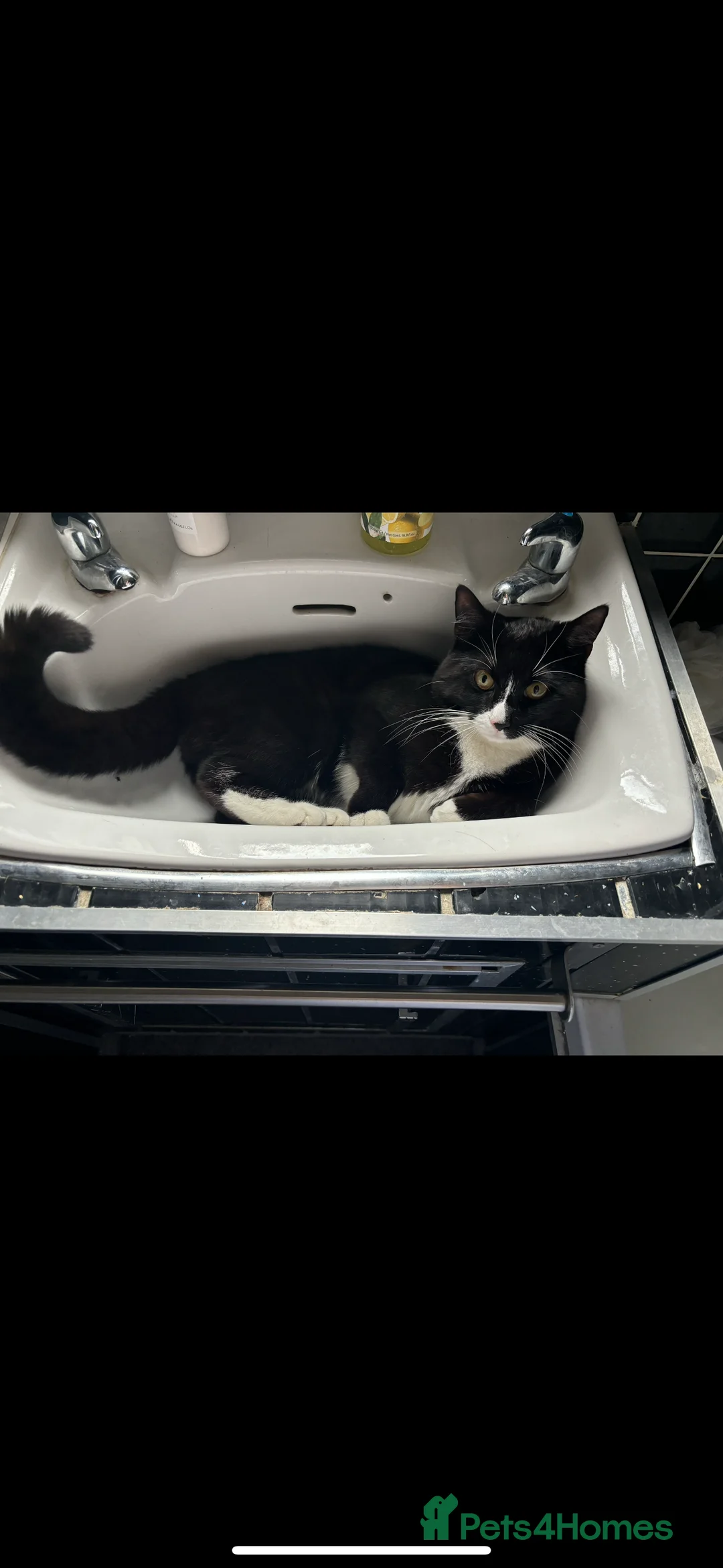 Domestic Shorthair cats for stud: Joey the House cat FREE!! in Derby - Advert 7