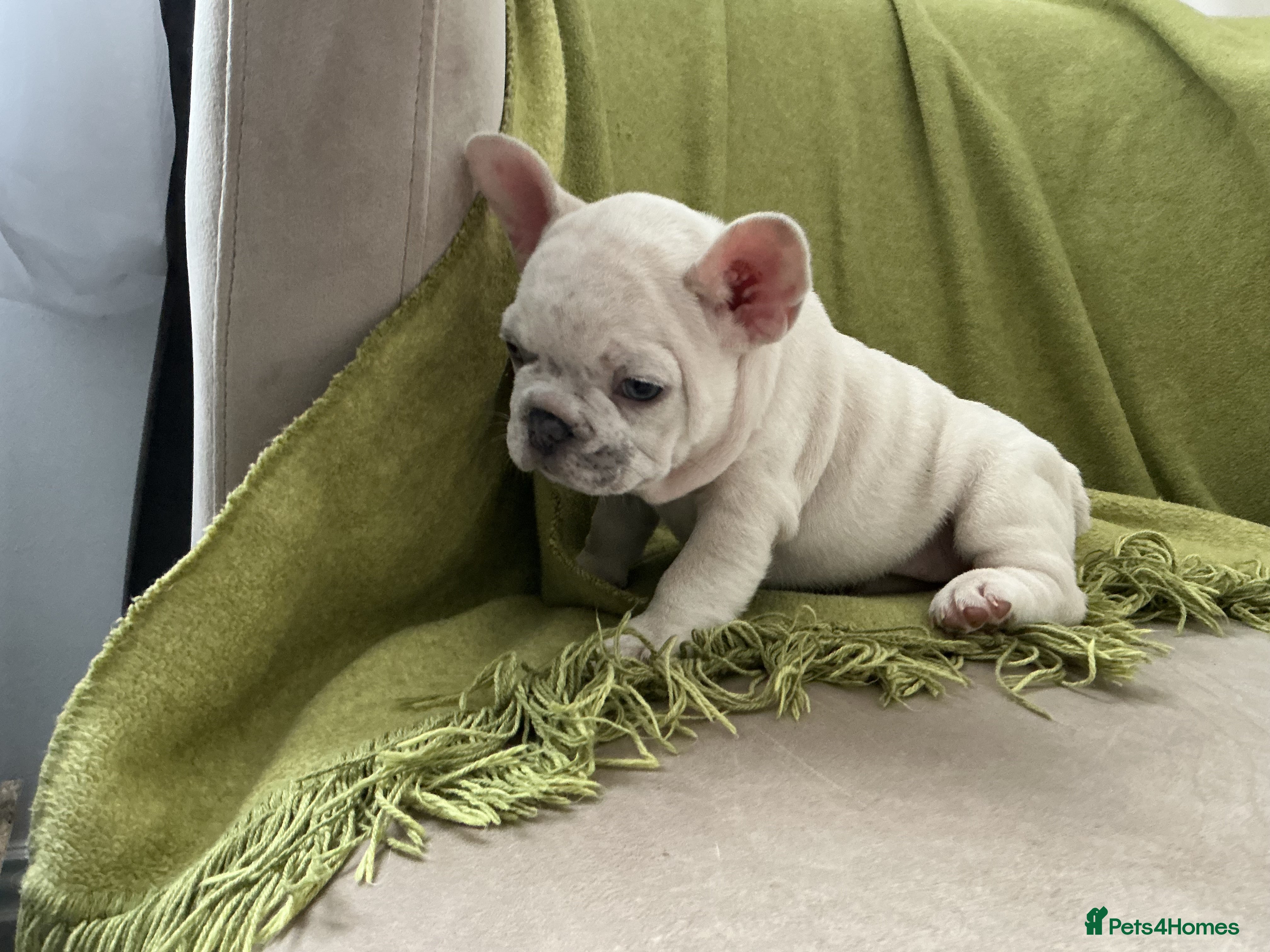 French Bulldog dogs French bulldog  - Advert 2