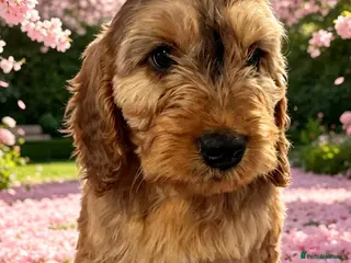 Cockapoo dogs DNA CLEAR, READY NOW, Last Stunning Cockapoo - Advert 16