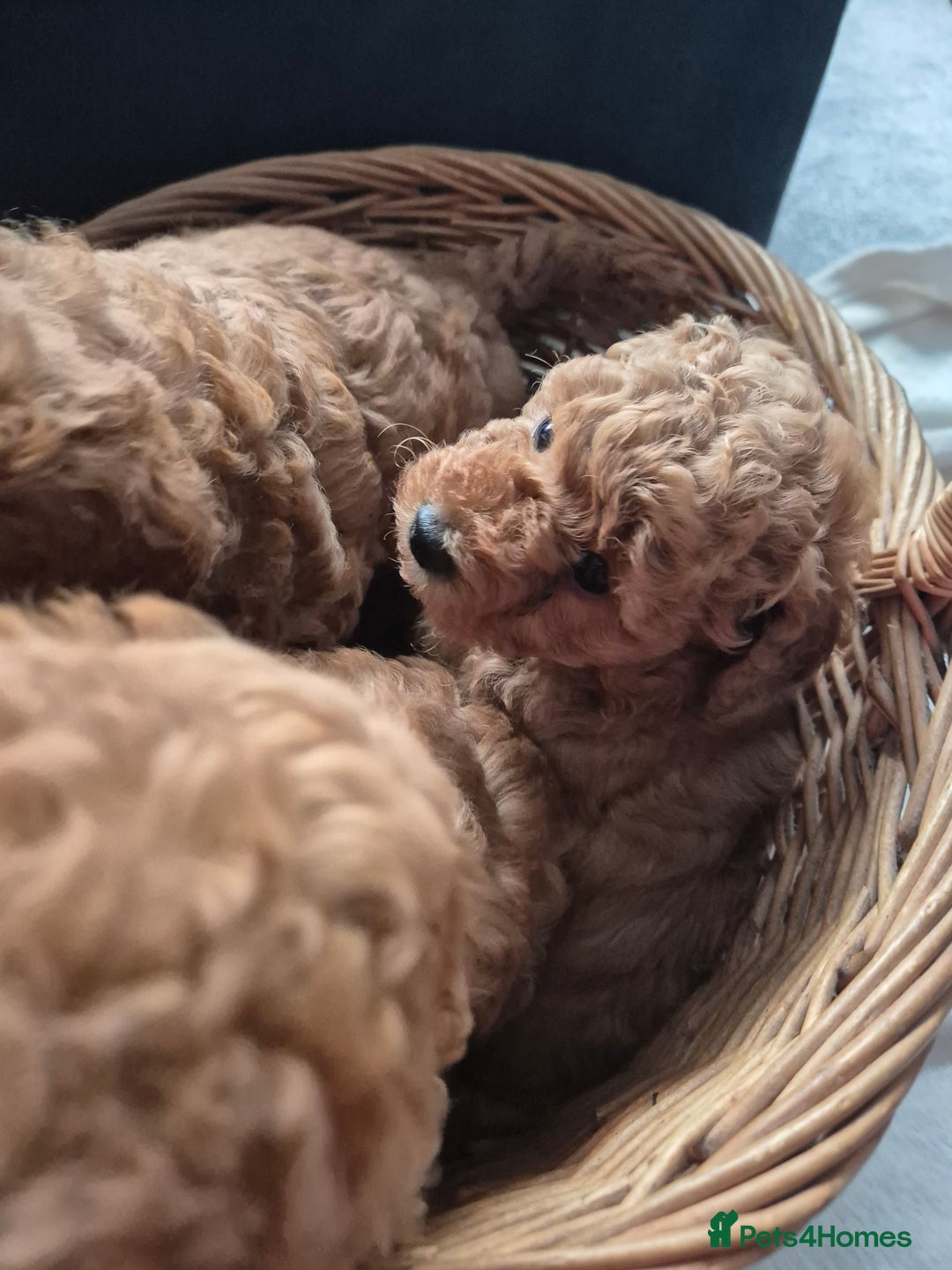Miniature Poodle dogs for sale: KC Registered Red Miniature Poodle Puppies  - Image 6