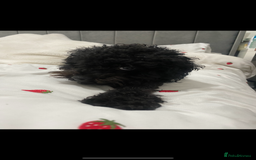 Jackapoo dogs for sale: Wilmer  - Image 3