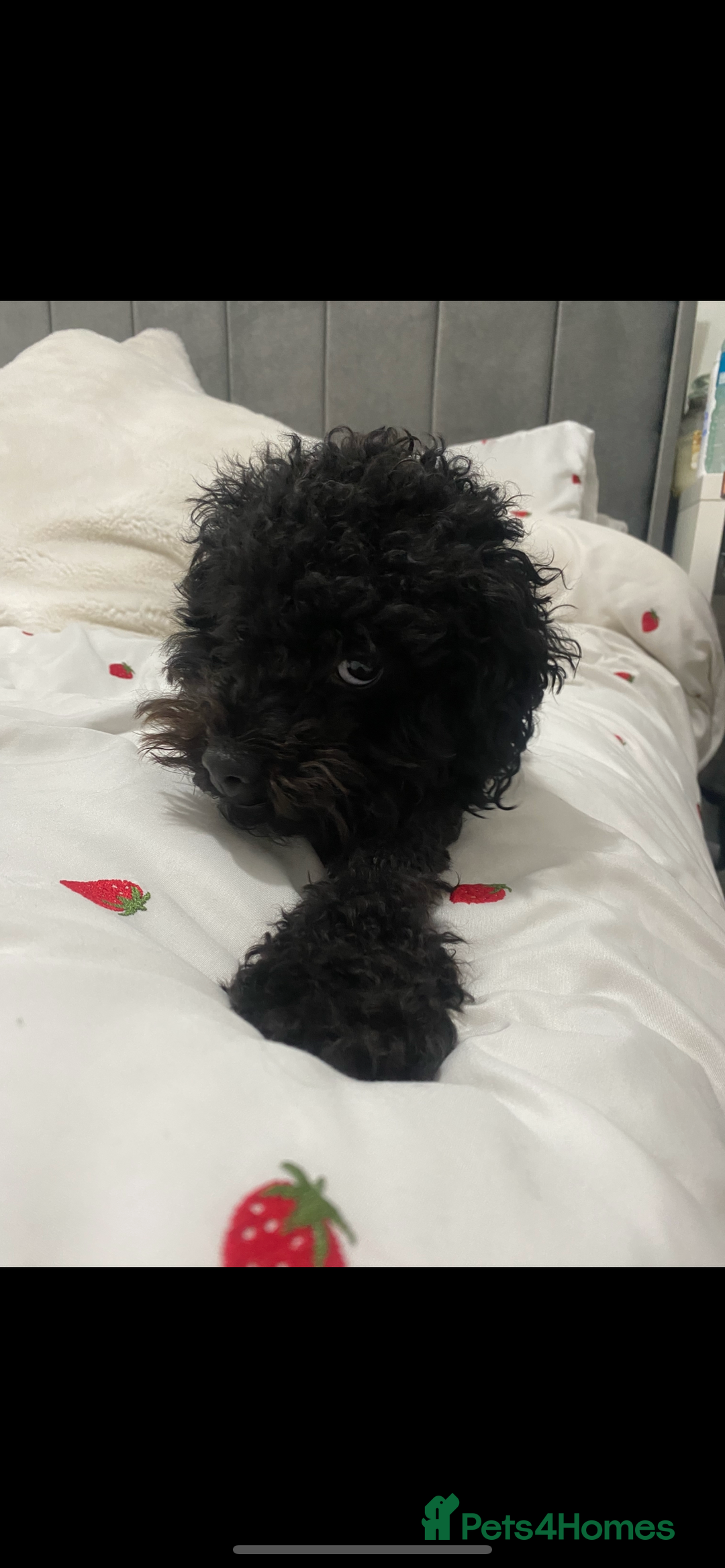 Jackapoo dogs for sale: Wilmer  - Image 3